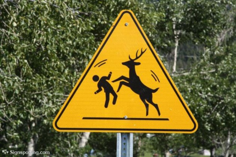 Combative deer crossing