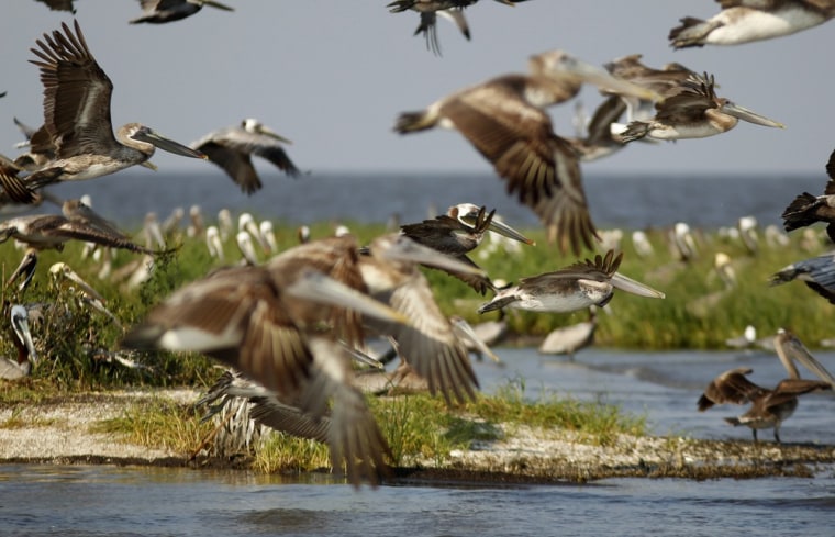 Nesting pelicans fly on Cat Island in Barataria Bay in Plaquemines Parish, La., on April 11, 2012. The island has eroded greatly since the Deepwater Horizon oil spill two years ago.