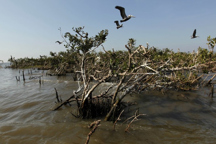 Pelicans are seen flying over mangrove isolated in the water near the heavily eroded shoreline of Cat Island on April 11, 2012.