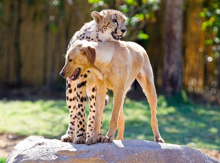 Kasi and Mtani hang out together every day at Busch Gardens Tampa.