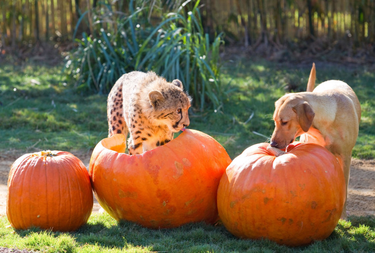 Kasi and Mtani celebrate Halloween in October 2011 with some pumpkins.