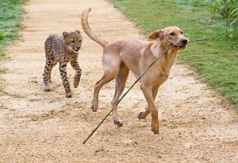 Kasi and Mtani exercise with the habitat's lure system, designed to encourage the animals to do what cheetahs (and dogs) do best: run and chase!