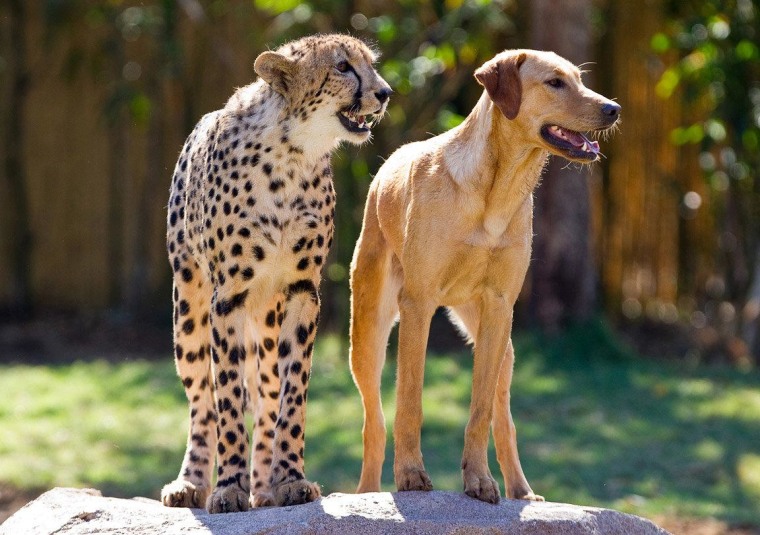 Park guests can see Kasi and Mtani daily at Cheetah Run in Busch Gardens Tampa.