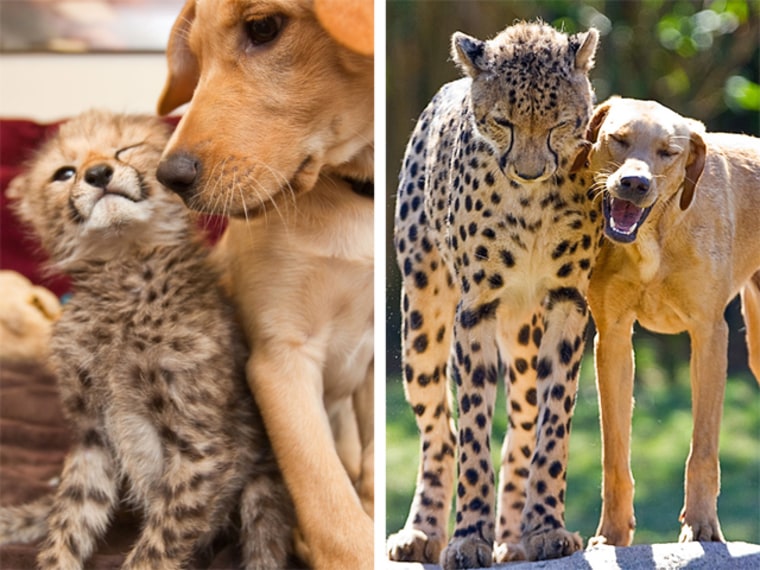 This week Busch Gardens celebrated a milestone anniversary for a special relationship between a dog and cheetah.