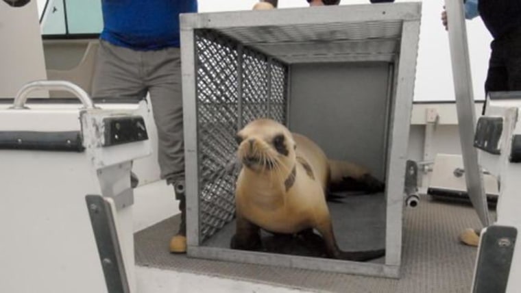 Valentine the sea lion, now healed after being shot, will be released to the ocean.