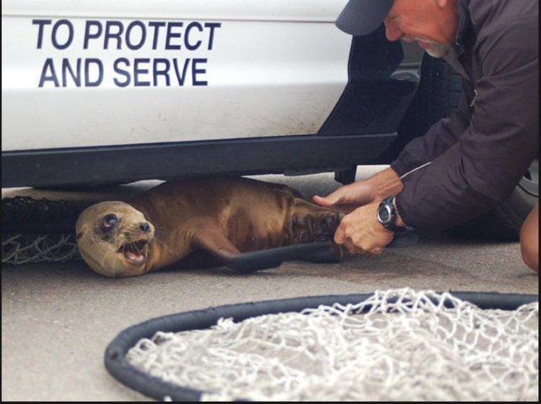 Beachgoers spotted Valentine the sea lion, who was lethargic and malnourished.