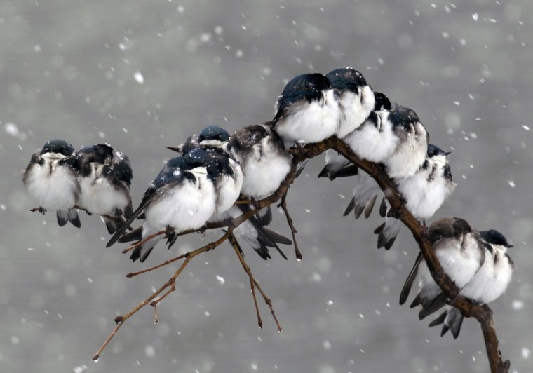 Birds perch on a branch during a spring snowstorm in Pembroke, N.Y. on April 23.