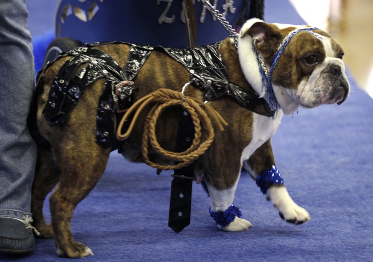 Zena the Warrior Princess, owned by Cindy Driscoll, of Cedar Rapids, Iowa, walks across the stage during the contest.