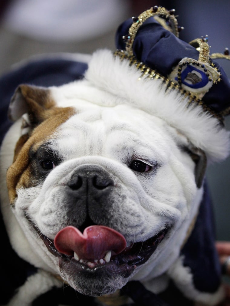 Tyson, owned by Tyler and Chelsea Motter, of Urbandale, Iowa, sits on the throne after being crowned the winner of the 33rd annual Drake Relays Beautiful Bulldog Contest Monday, April 23, 2012, in Des Moines, Iowa.