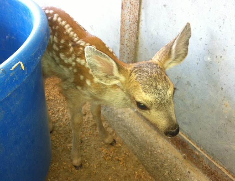 A fawn rescued when investigators were looking for a dead mountain lion that had been reported along Highway 101 north of Los Angeles. The cougar may have been chasing the fawn's mother. It is now being cared for by Animal Rescue Team, a wildlife rescue and rehabilitation organization.