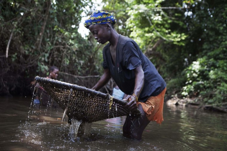 A woman uses a net to catch fish in a pool of water near the city of Makeni in Sierra Leone on April 20, 2012.