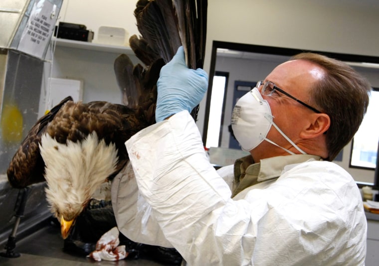 Dennis Wiist, Wildlife Repository Specialist, inspects a Bald eagle at the U.S. Fish and Wildlife Service National Eagle Repository in Commerce City, Colorado on March 26. The feathers from a bird such as this are the most sought after by Native American Indian tribes.