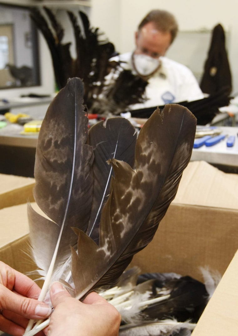 Dennis Wiist, Wildlife Repository Specialist (background), inspects an eagle at the U.S. Fish and Wildlife Service National Eagle Repository in Commerce City, Colorado on March 26, as adult Golden eagle wing feathers ready for shipping are displayed in the foreground.