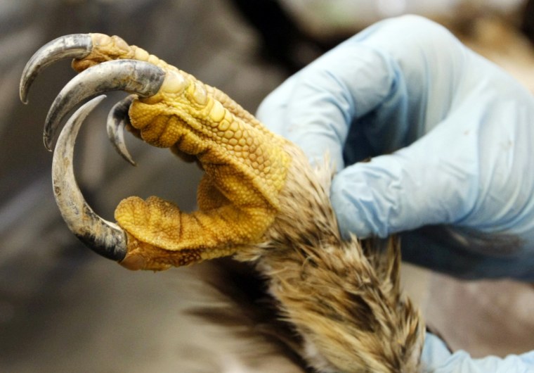Dennis Wiist, Wildlife Repository Specialist, inspects the feathers around an eagle's foot at the U.S. Fish and Wildlife Service National Eagle Repository in Commerce City, Colorado on March 26.