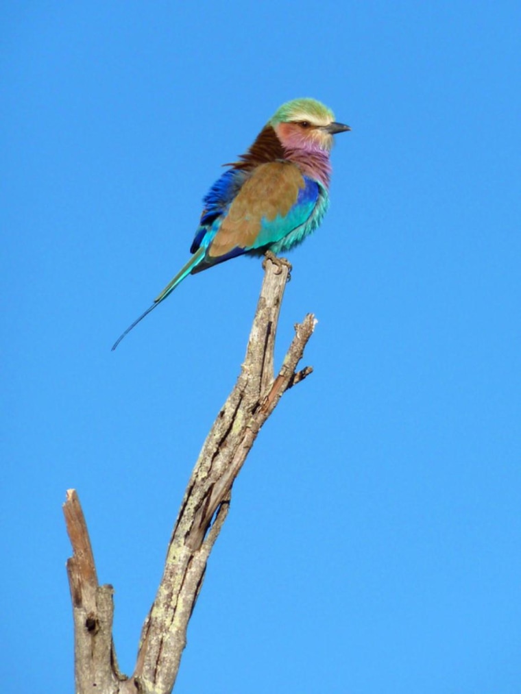 On safari in Sabi Sands, Greater Kruger National Park