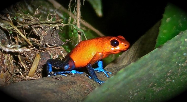 Blue Jeans Poison Dart Frog, Costa Rica