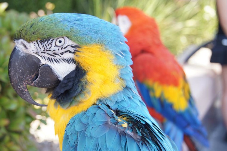 Macaws, Las Vegas Strip, Nevada