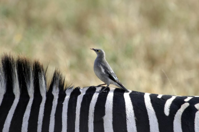 Hitchhiker, Ngorongoro Crater, Tanzania