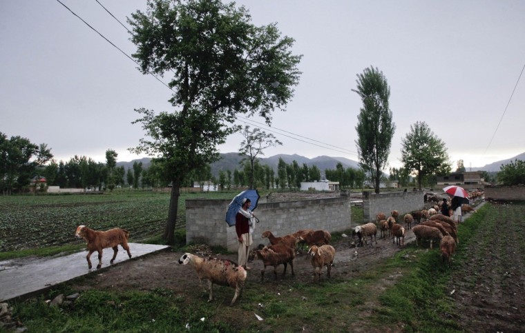 A man with an umbrella guides his herd of goats past a boundary wall of the demolished compound of Osama bin Laden, in Abbottabad.