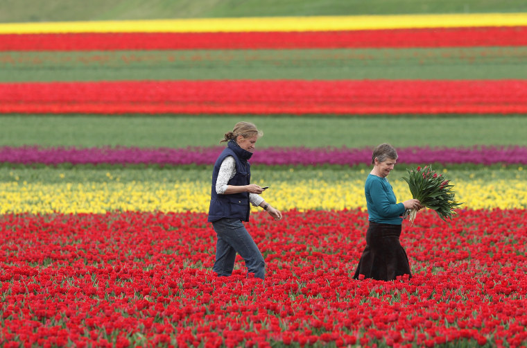 A rainbow of tulips in Germany's infinite flower fields