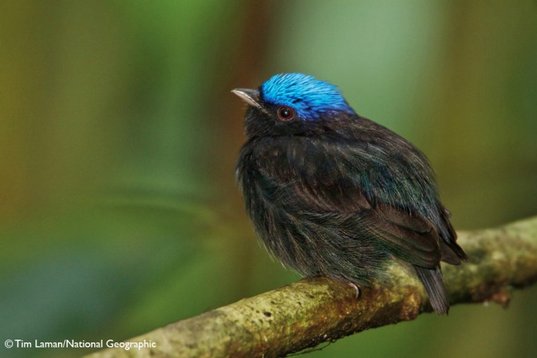 The blue-crowned manakin doesn't produce any wing sounds.