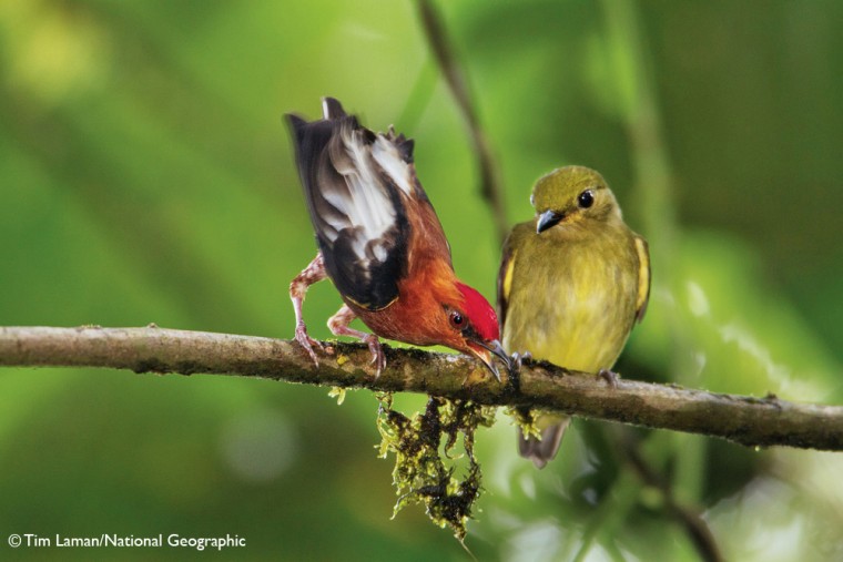 A male club-winged manakin in the Milpe Bird Sanctuary, with his characteristic red thatch, has just attracted a female with his sound and now hopes to seal the deal.