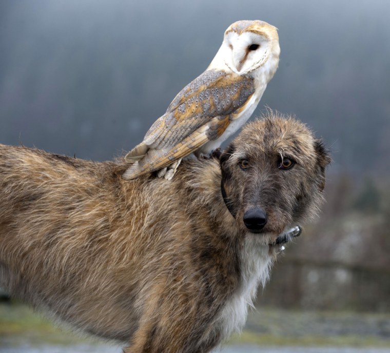 Is this pair off to Hogwarts, Sunnydale or Camelot? Willow the barn owl and Merlin the lurcher are often seen traveling together in North Wales.