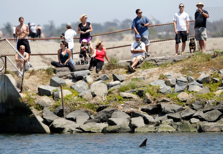The dorsal fin of a wayward dolphin pops up at the Bolsa Chica Wetlands in Huntington Beach, Calif. on Friday.