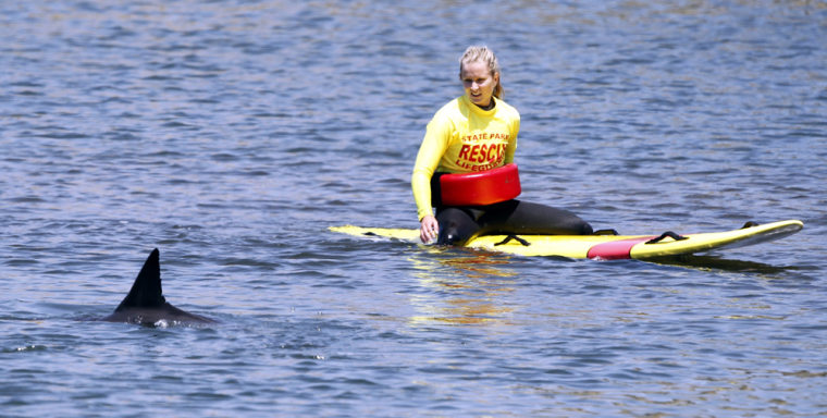A Huntington Beach State lifeguard floats on a paddle board to assess the condition of a wayward dolphin swimming in the Bolsa Chica Wetlands.