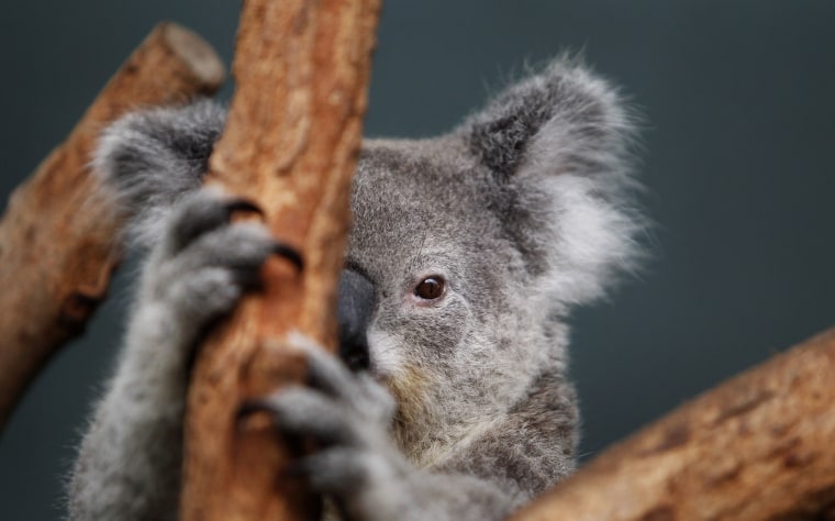 Koalas are Australia's icon to the world, yet how many are left is unknown. The government estimates 200,000 while a conservation group thinks it's around 100,000.