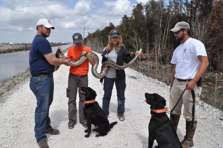 EcoDogs Ivy and Jake eye a pregnant Burmese python at Everglades National Park.