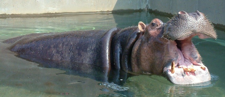 The Mesker Park Zoo celebrated Donna's birthday every summer, treating the massive mammal to a bucket-sized ice pop with frozen fruit. Her favorite treat was watermelon.