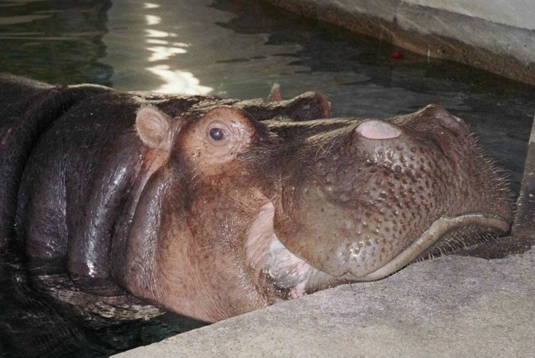 Donna lived at the Miami Rare Bird Farm before she was transfered to the zoo at the age of 5.