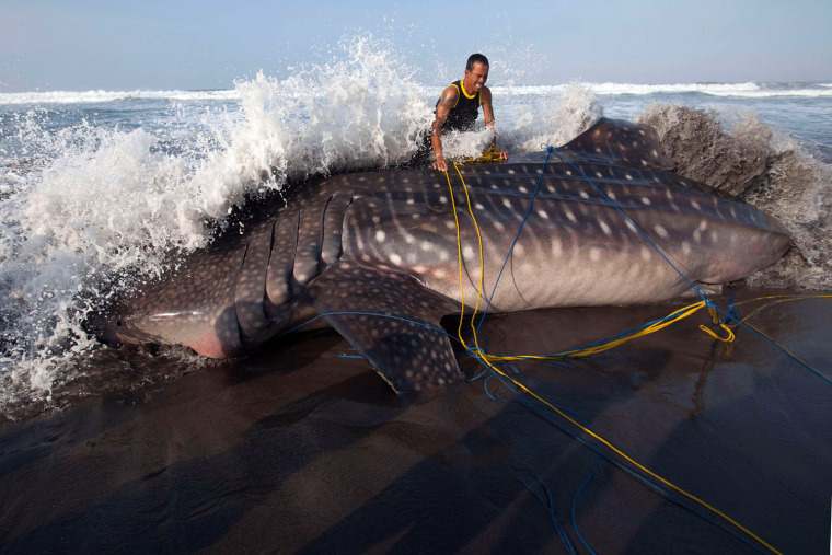 Second whale shark in a week to die on Indonesian beach