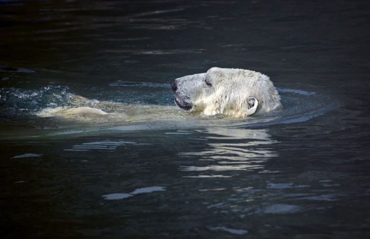 A polar bear cools down in a pool at the Moscow Zoo on a hot afternoon on Wednesday July 27, 2011. Temperatures on Wednesday are a record high 35 C (95 Fahrenheit).