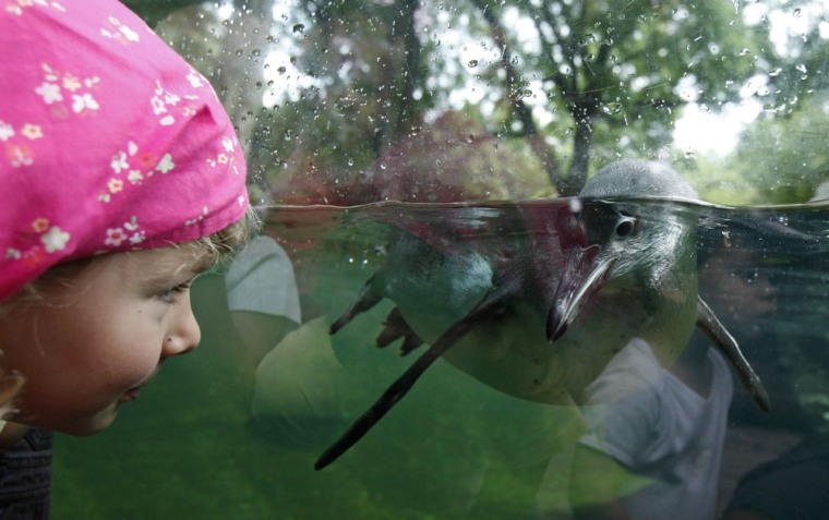 A girl watches a Humboldt penguin in its pool at Prague Zoo July 26, 2011.