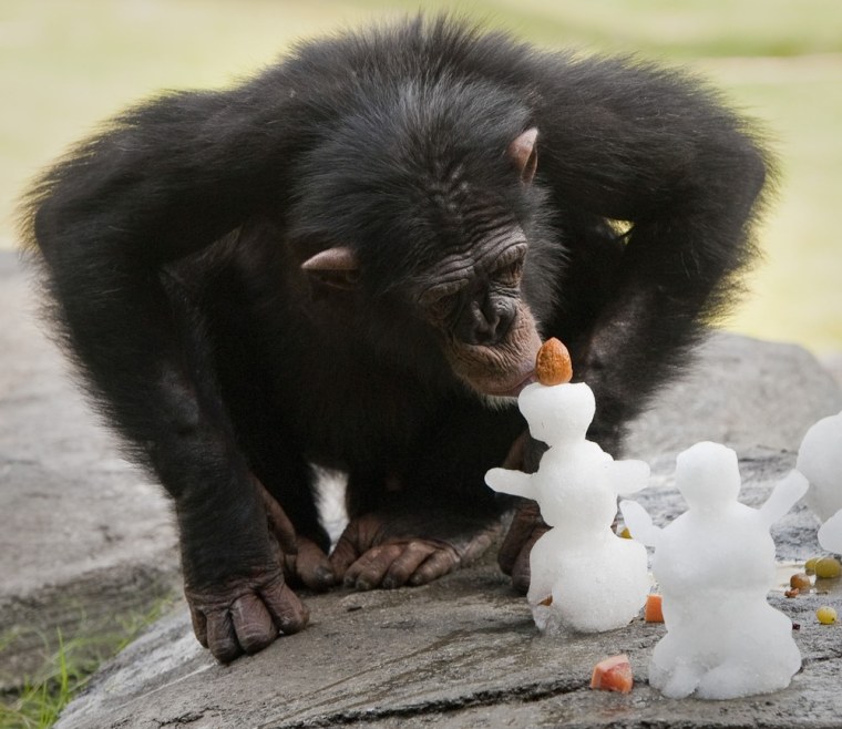 A chimpanzee checks out a snowman at the Houston Zoo, Saturday, July 23, 2011, in Houston. TXU Energy provided over eight tons of snow to build the snowmen and an ice field for the animals and visitors to beat the summer heat.