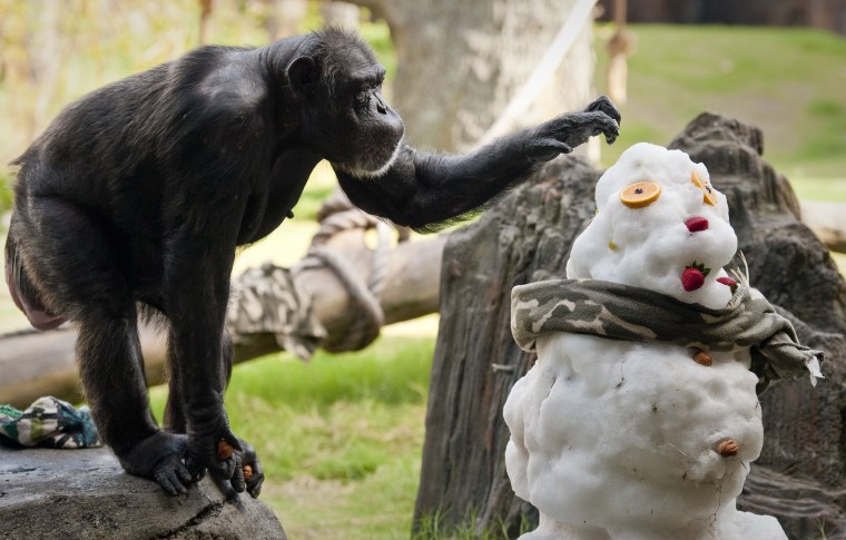 A chimpanzee checks out a snowman at the Houston Zoo, Saturday, July 23, 2011, in Houston. TXU Energy provided over eight tons of snow to build the snowmen and an ice field for the animals and visitors to beat the summer heat.