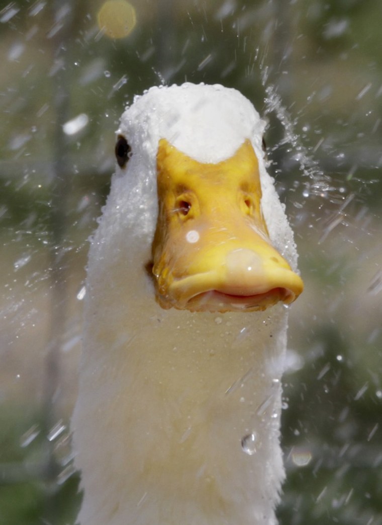 Water droplets splatter on the beak of a Pekin duck as it cools off under a sprinkler at the MSPCA at Nevins Farm in Methuen, Mass. Thursday, July 21, 2011. Temperatures are expected to soar above 90 degrees in some locations in the state.