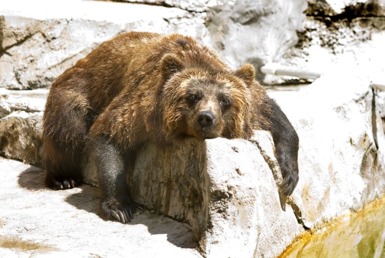 A Grizzly Bear at Henry Vilas Zoo drying off after taking a dip in the water. Warm and humid weather with temperatures in the 90's continued in the Madison area Tuesday July 19, 2011 with hotter temperatures expected on Wednesday.