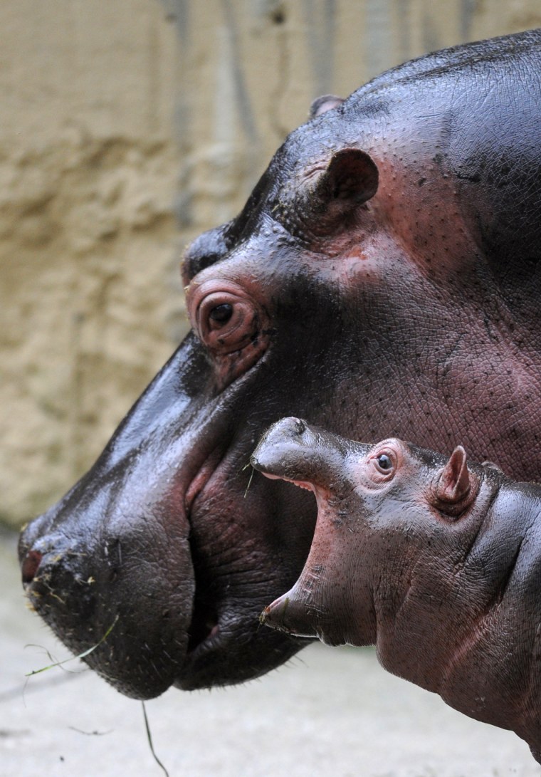 Maruska, a female hippopotamus is seen with her new baby at the zoo in Prague on July 24, 2011.