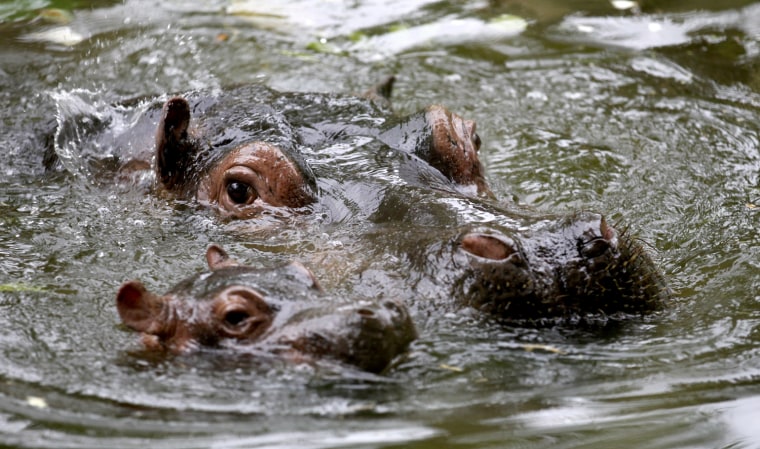 A six-week-old hippopotamus swims alongside its mother at the Prague zoo July 24, 2011.