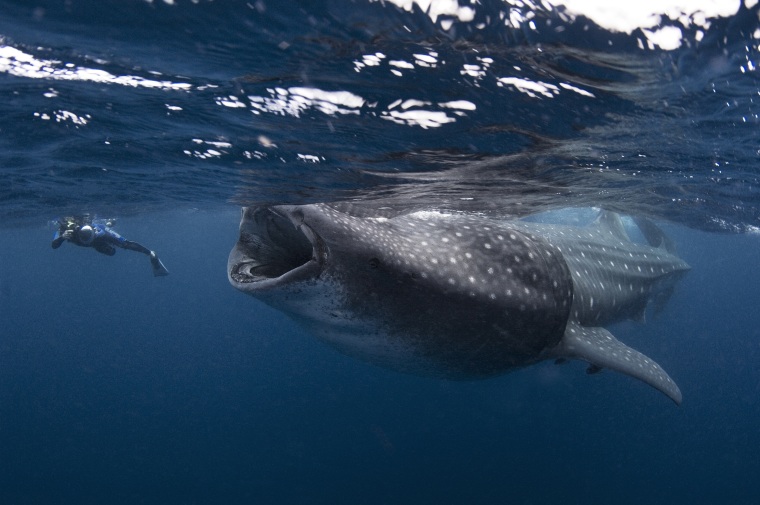 Giant shark looks ready to swallow diver, but he's really as safe