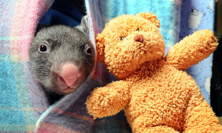 Caddy the 8-month-old baby wombat pokes her head out to say hello.