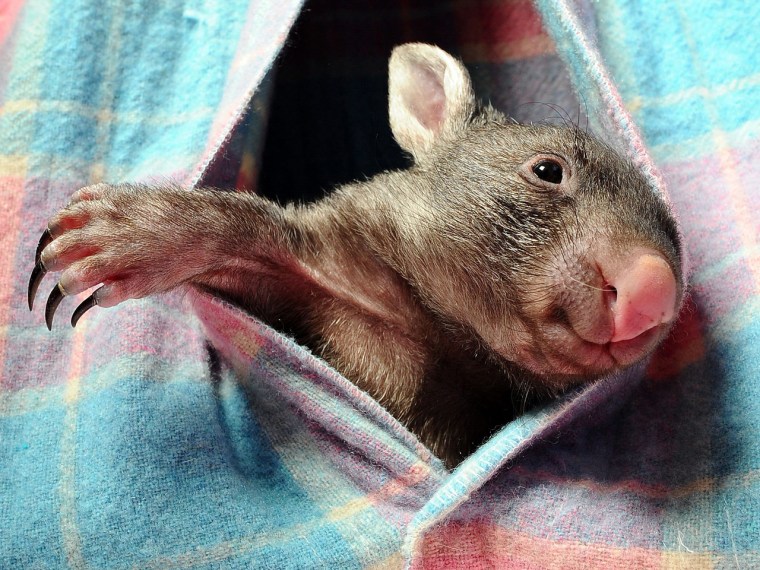 The youngster has her own special homemade 'pouch' at the Warrandyte Wildlife Shelter in Melbourne, Australia.