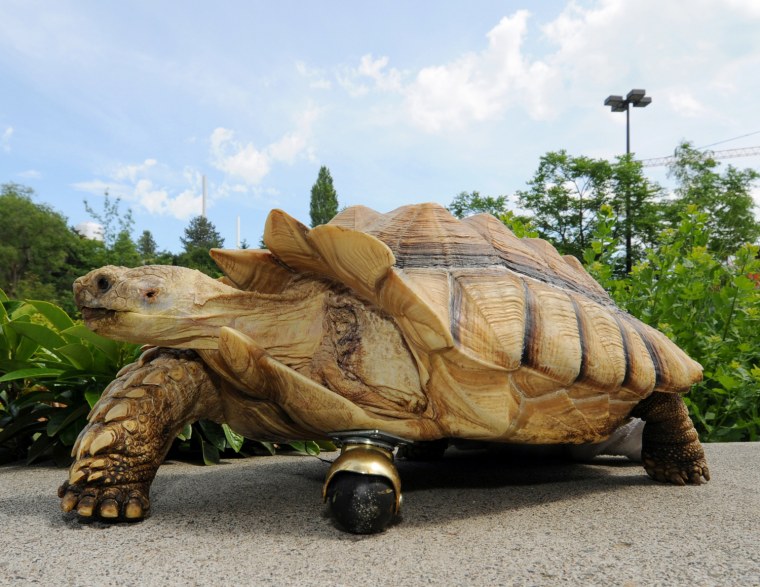 Gamera, a 12-year-old African tortoise, shows off his new front 'leg' at Washington State University in Pullman, Wash.