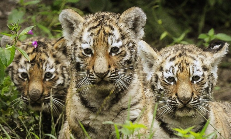 Three Amur tiger cubs in the Zoo in Zurich, Switzerland on July 20, 2011.