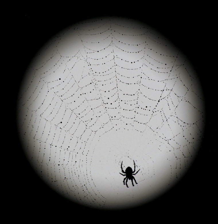 A spider is silhouetted against the full moon as it waits in its web for prey, Sunday, July 17, 2011, in Overland Park, Kan.
