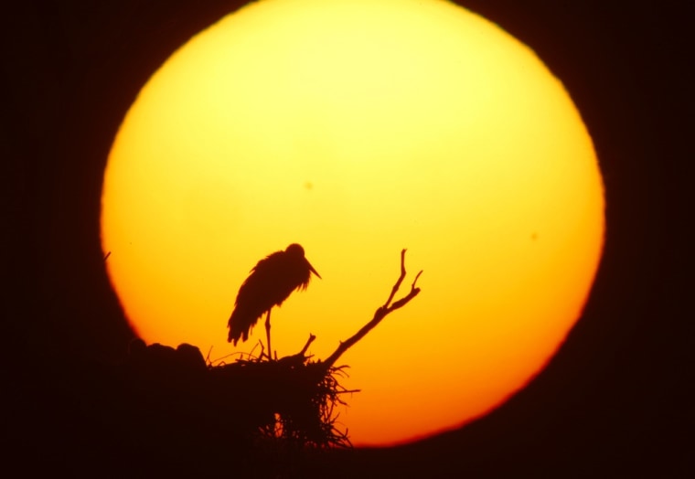 A stork stands on his nest as the sun rises in the foggy morning, near the village of Chereshlya, 150 kilometers (93 miles) west of Minsk, Belarus, Sunday, July 17, 2011.