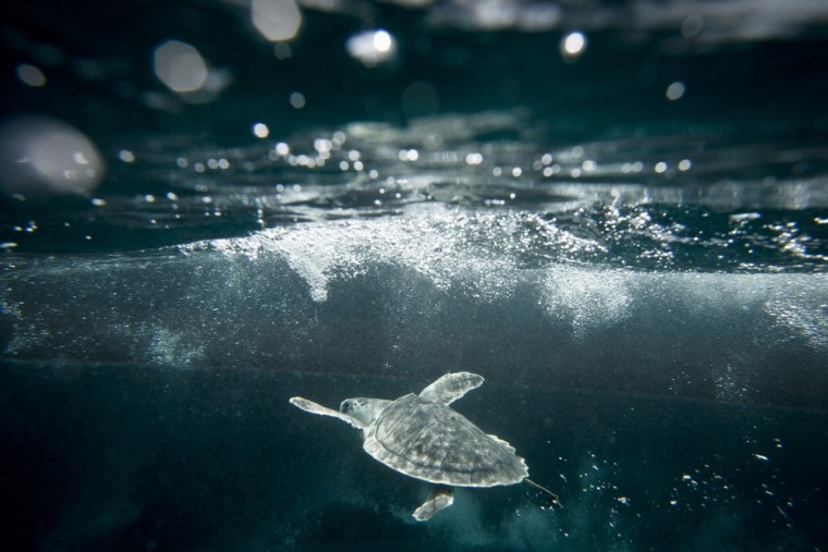 A Kemp's Ridley Sea Turtle swims in the ocean after being released back into it's natural habitat by the US Coast Guard and NOAA members, 20-miles off the coast of Galveston, Thursday, July 14, 2011, in Galveston, Texas.